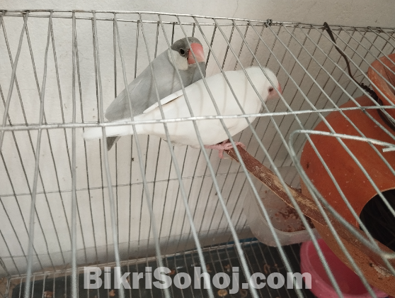 এক জোড়া জাভা পাখি বিক্রয়